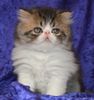 Persian kittens for sale